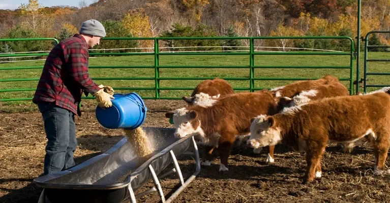 Hayvan Beslemede Doğru Yem Seçiminin Önemi