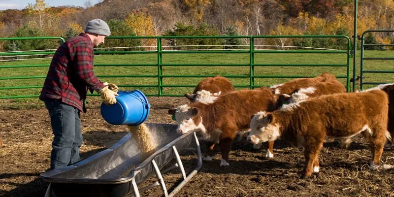 Hayvan Beslemede Doğru Yem Seçiminin Önemi